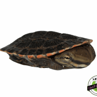 Brazilian Side Neck Turtle Baby