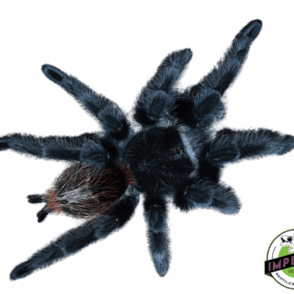 Brazilian Woolly Black