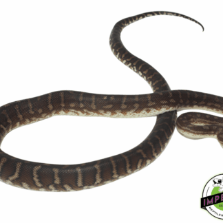 Bredli Centralian Carpet Python Baby