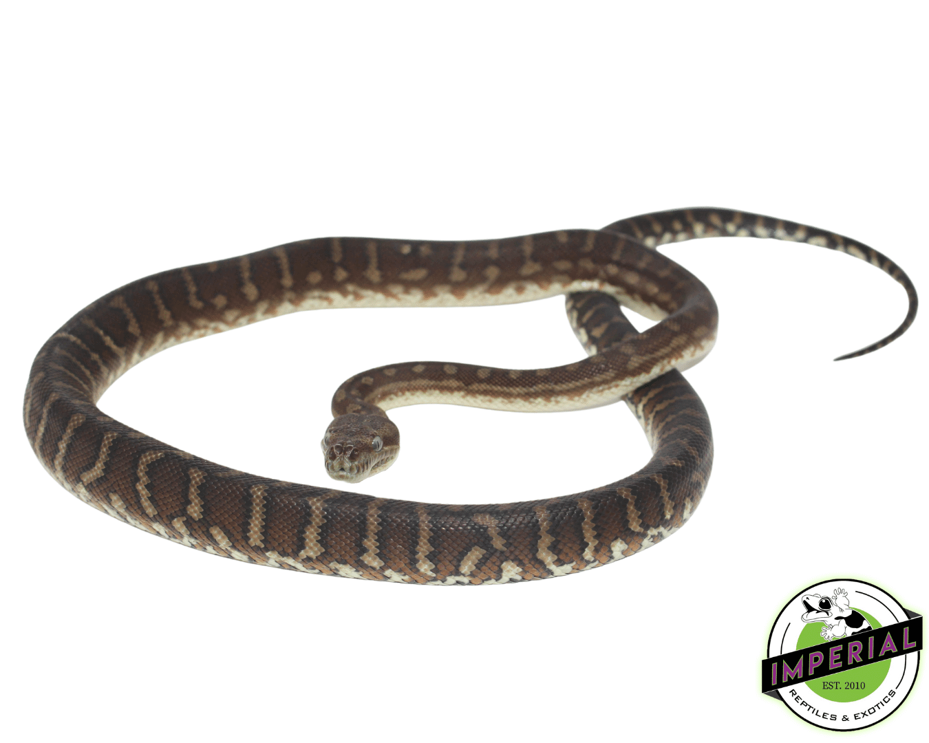 Bredli Centralian Carpet Python Baby - Image 2