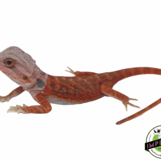 Brick Red Hypo Translucent Bearded Dragon