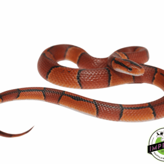 Broad-Banded Mountain Rat Snake Baby