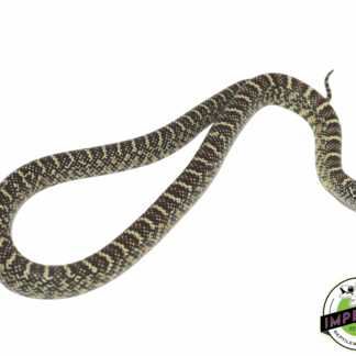 Brooks Kingsnake Baby