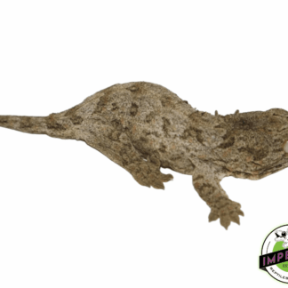 Brosse Leachianus Gecko Baby