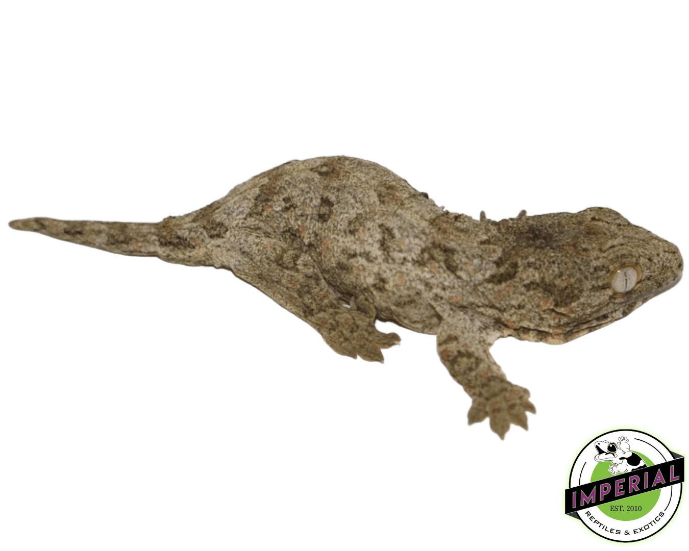 Brosse Leachianus Gecko Baby