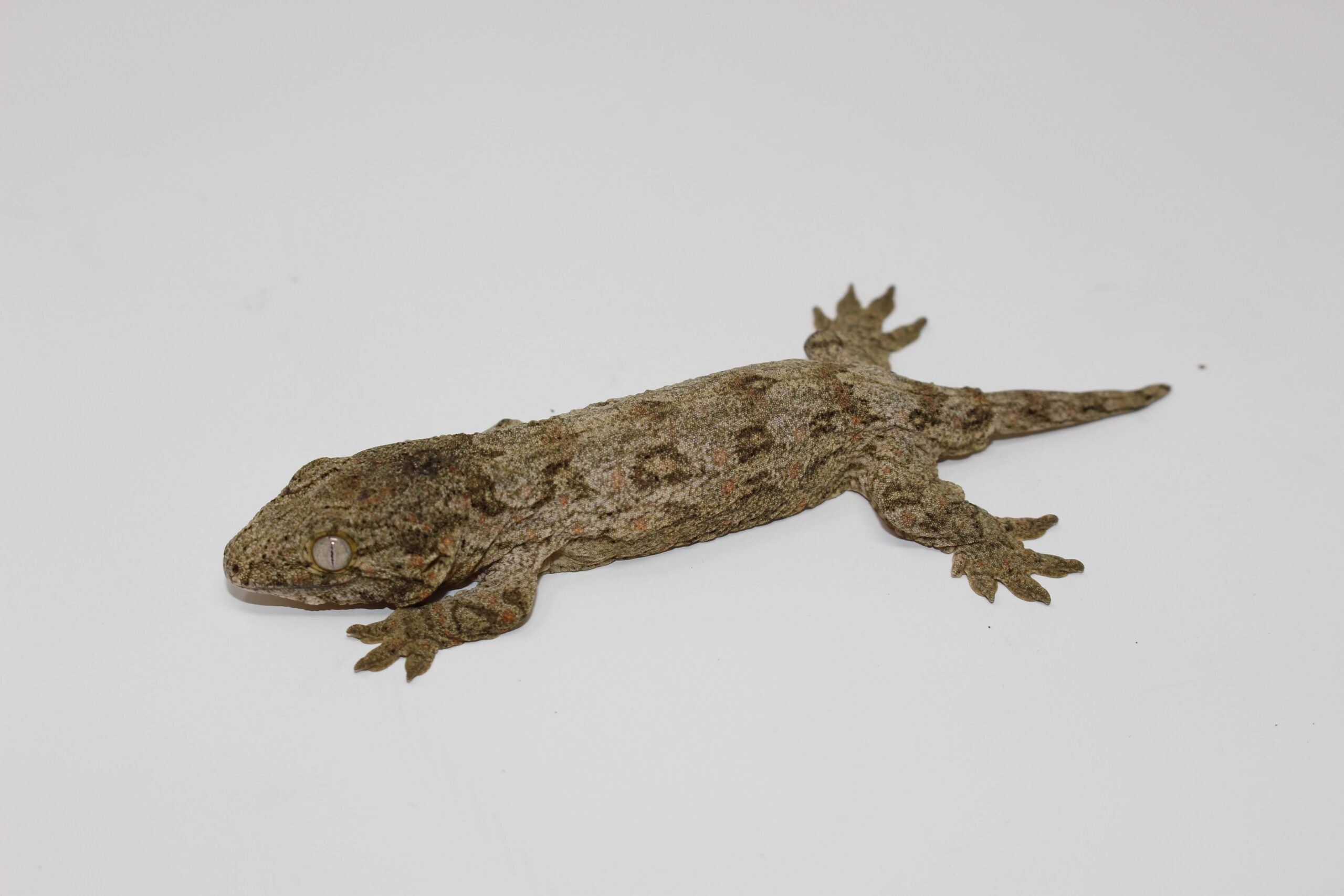 Brosse Leachianus Gecko Baby - Image 2