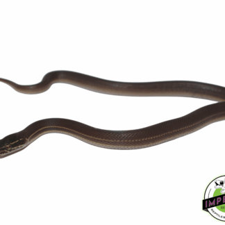 CB Brown African House Snake Male