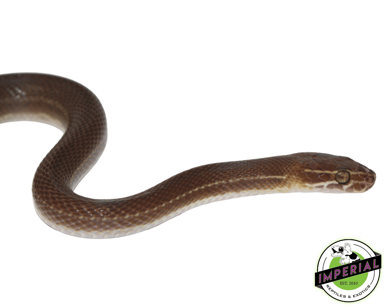 Brown African House Snake - Image 2
