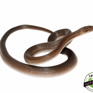 Brown African House Snake