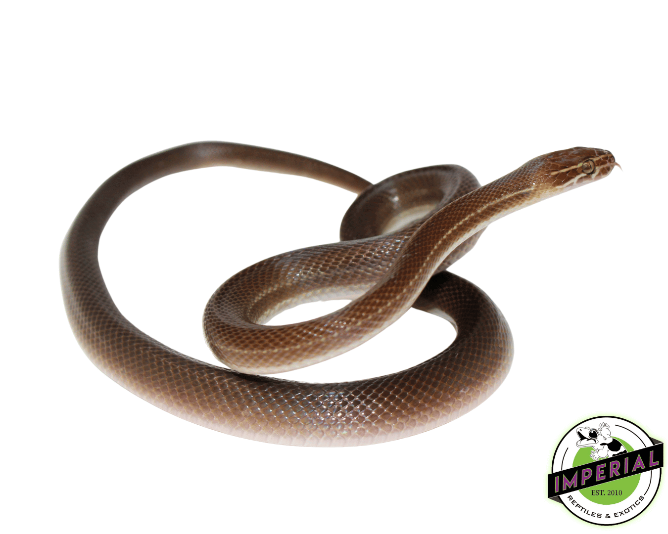 Brown African House Snake
