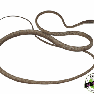 Brown Vine Snake
