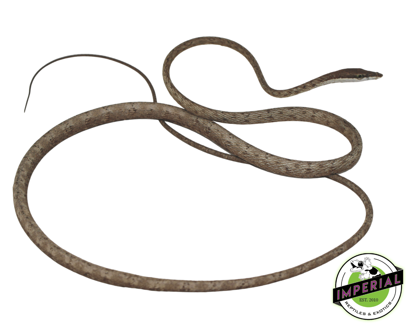 Brown Vine Snake