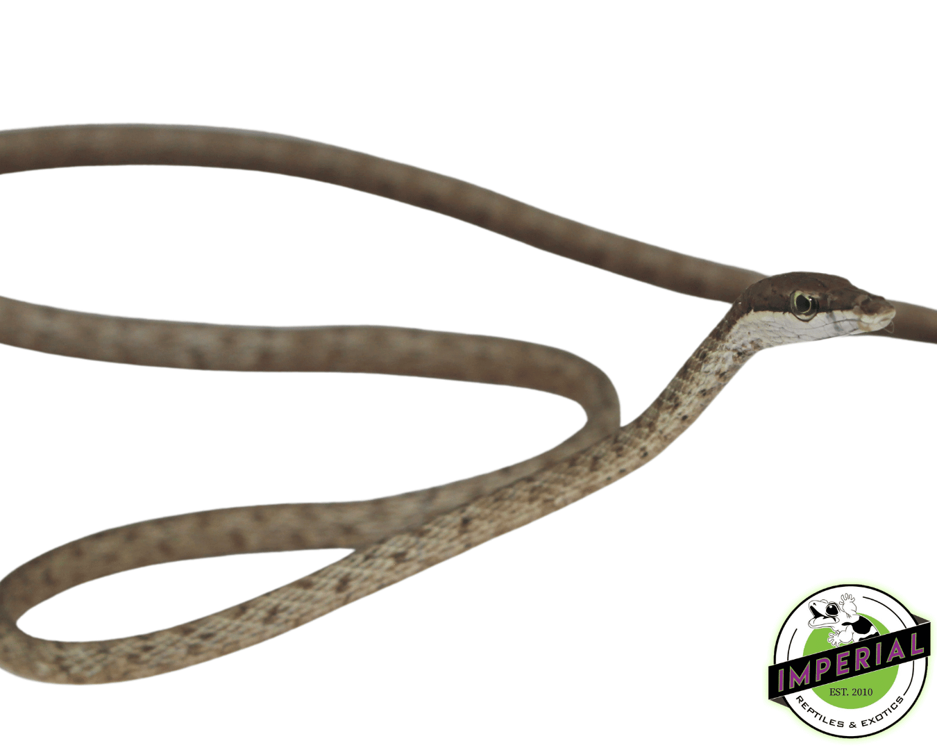 Brown Vine Snake - Image 2