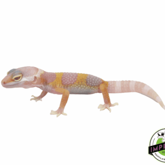 Bubblegum Albino Leopard Gecko