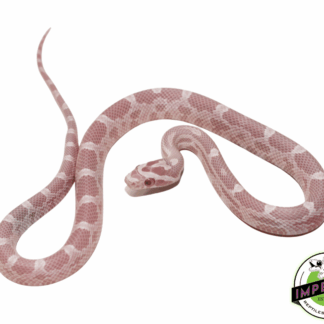 Bubblegum Snow Corn Snake Baby