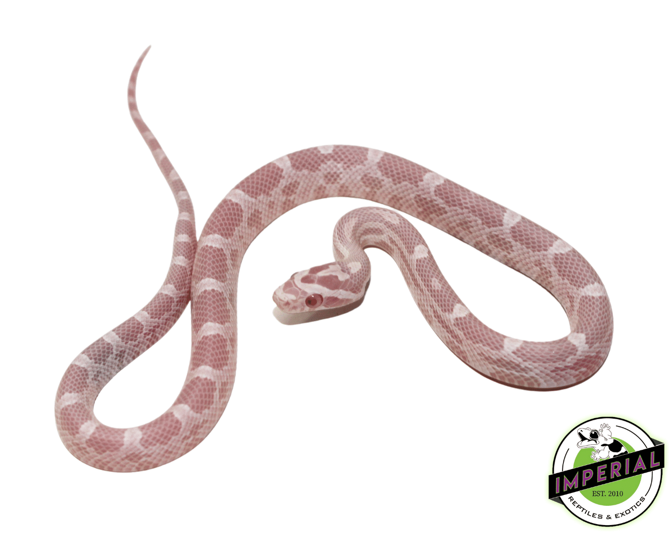 Bubblegum Snow Corn Snake Baby