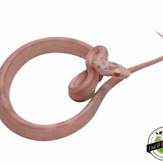 Bubblegum Snow Stripe Corn Snake Baby