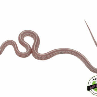 Bubblegum Snow Tessera Corn Snake Baby