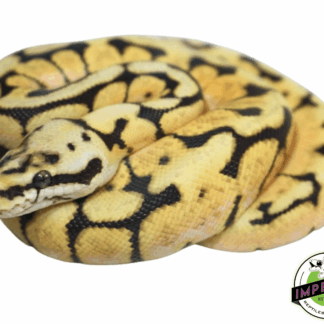 Bumble Bee Ball Python Baby