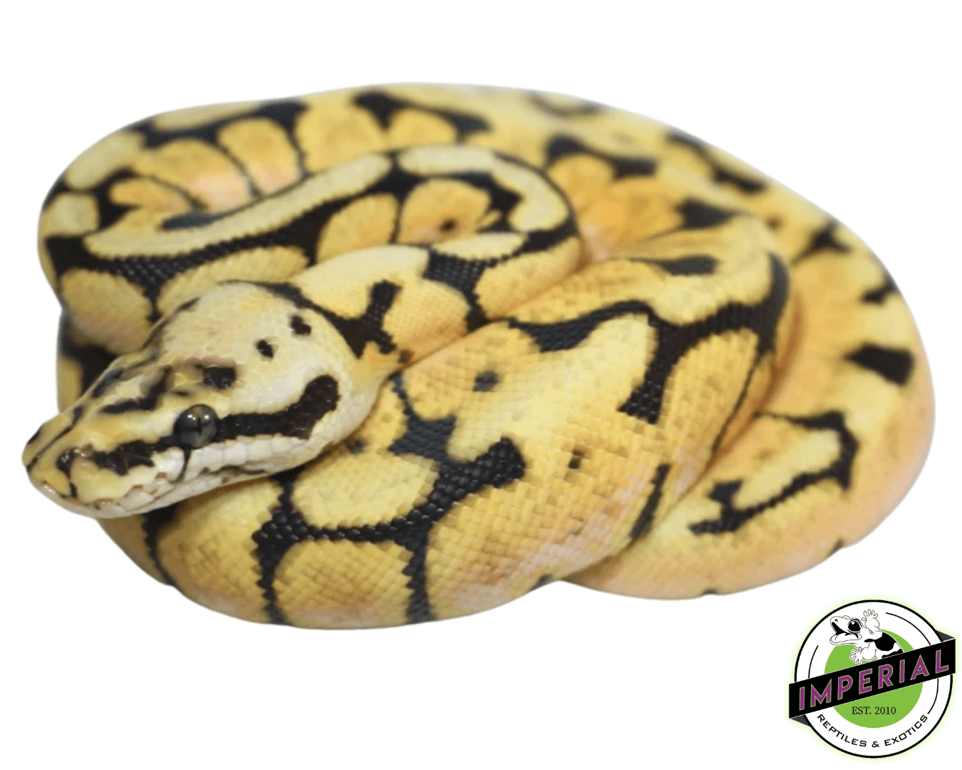 Bumble Bee Ball Python Baby