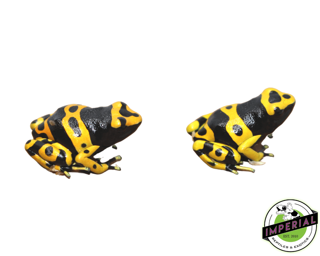 Bumble Bee Dart Frog (Dendrobates leucomelas) - Image 2