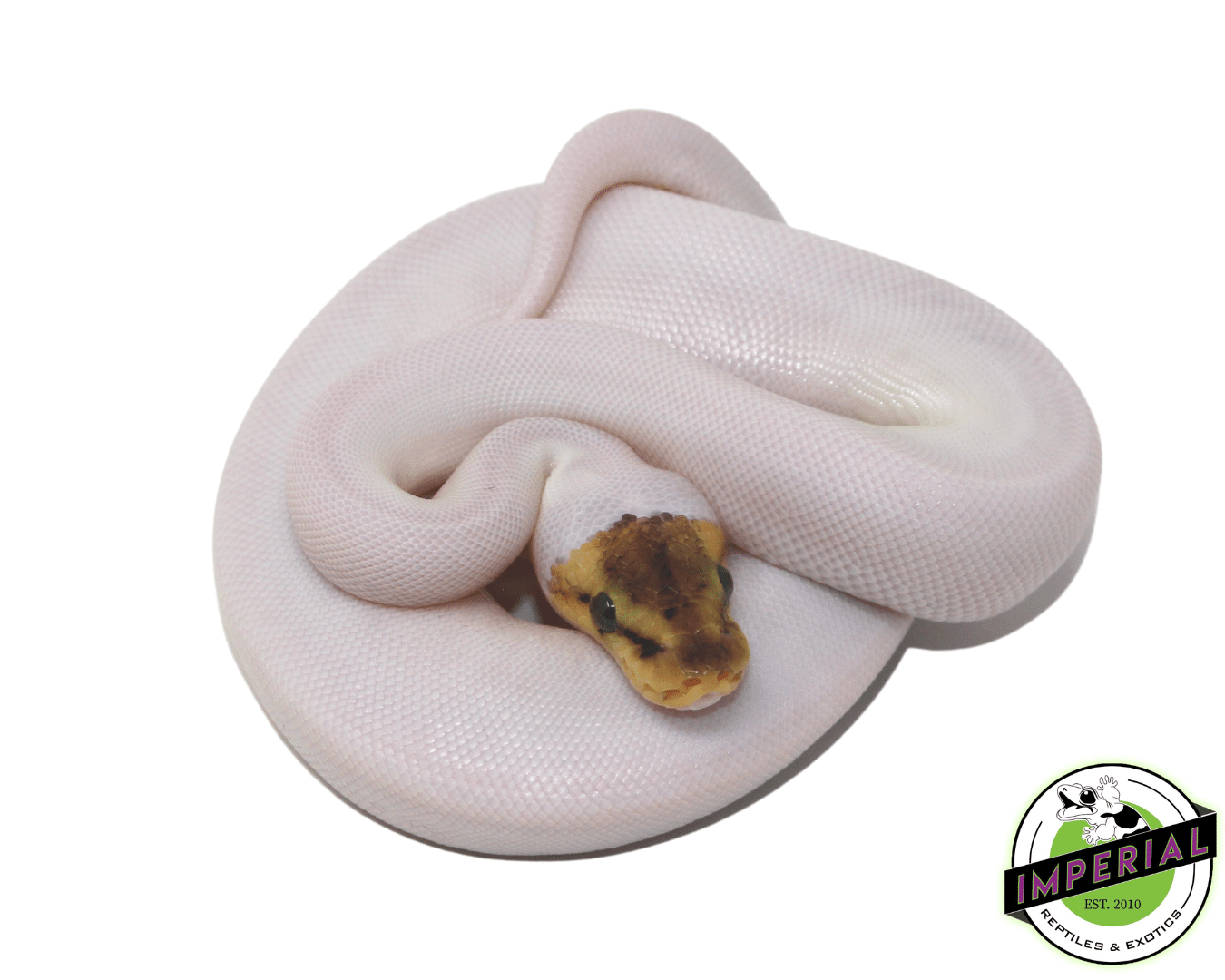 Bumble Bee Spied Ball Python - Image 2