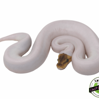 Bumble Bee Spied Ball Python