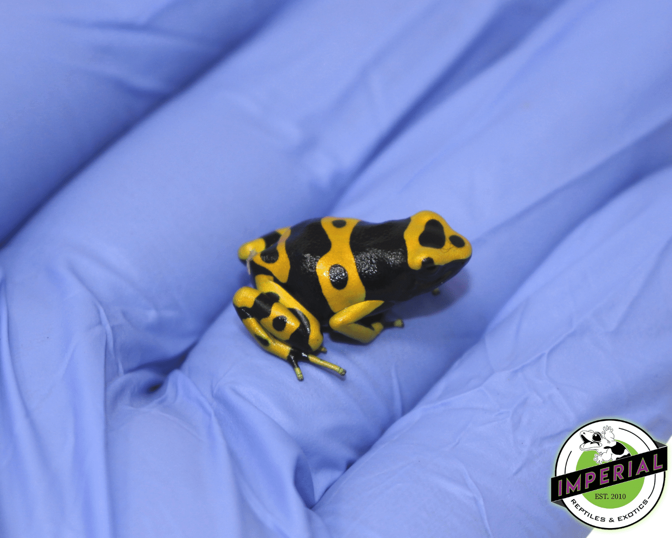 Bumble Bee Dart Frog (Dendrobates leucomelas) - Image 3
