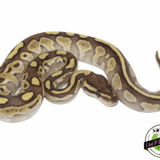 Butter Ball Python