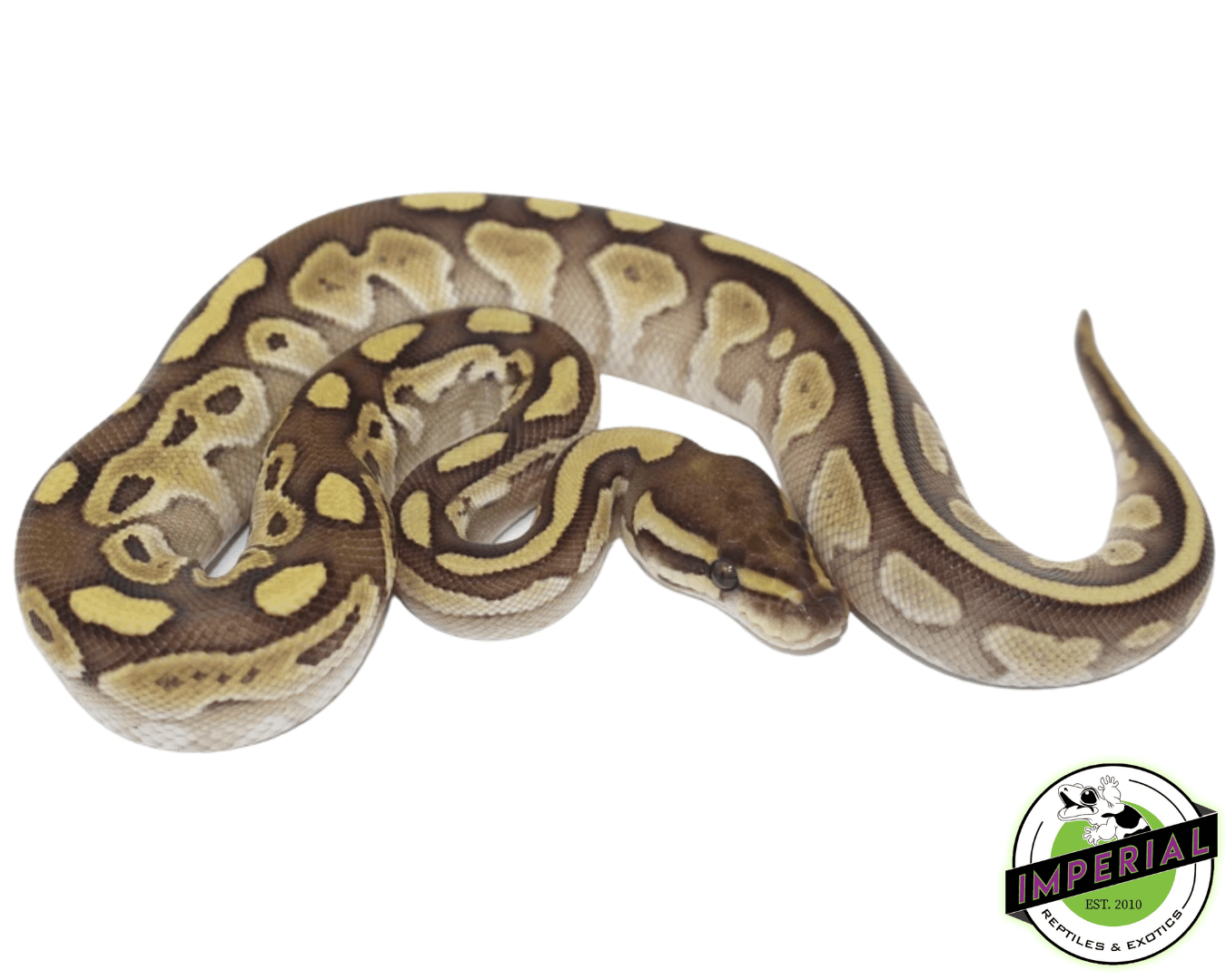 Butter Ball Python