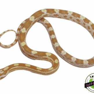 Butter Corn Snake Baby