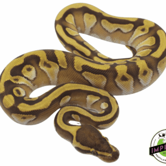 Pastel Butter Enchi Ball Python Baby