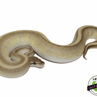 Butter Genetic Stripe Ball Python