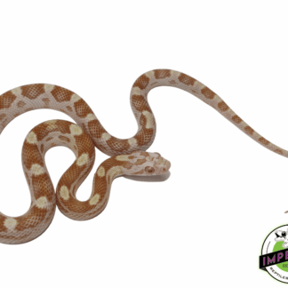 Butter Motley Corn Snake Baby
