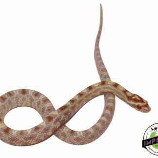 Butter Okeetee Corn Snake Baby