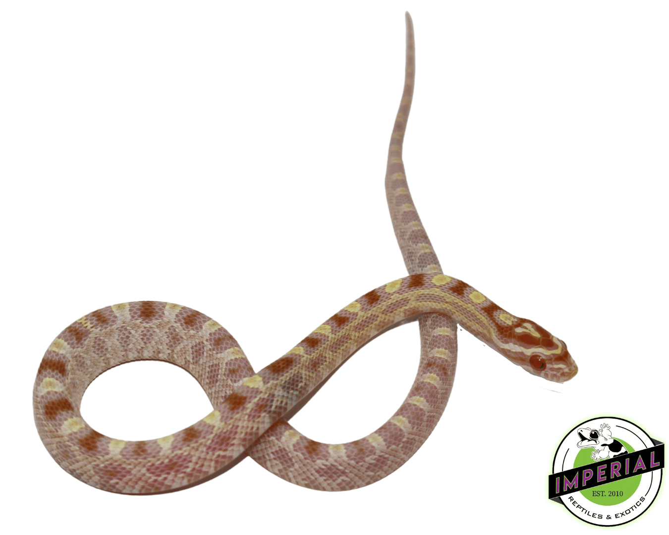 Butter Okeetee Corn Snake Baby