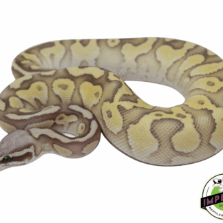Pastel Butter Ghost Ball Python