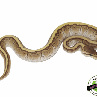 Butter Pinstripe Ball Python Male