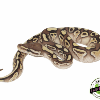 Butter Yellowbelly Ball Python