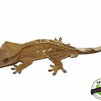 C2 Pin Crested Gecko Adult Male