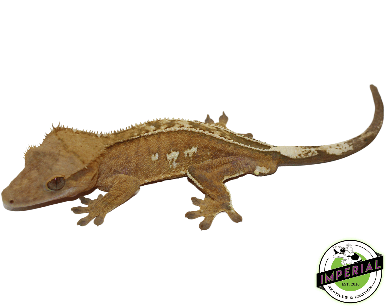 C2 Pin Crested Gecko Adult Male