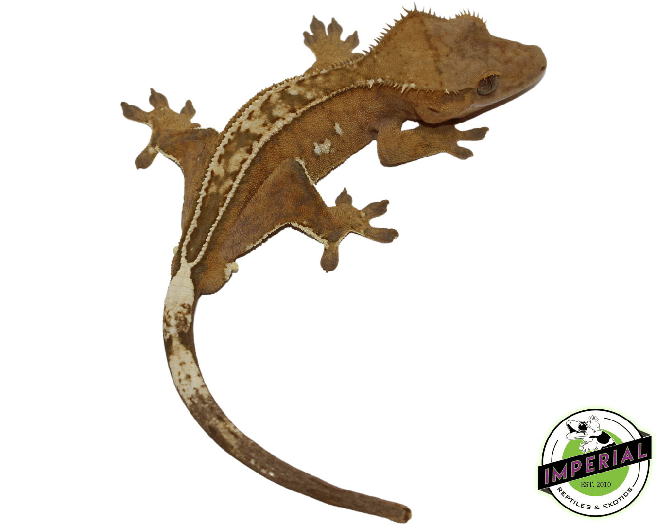 C2 Pin Crested Gecko Adult Male - Image 2