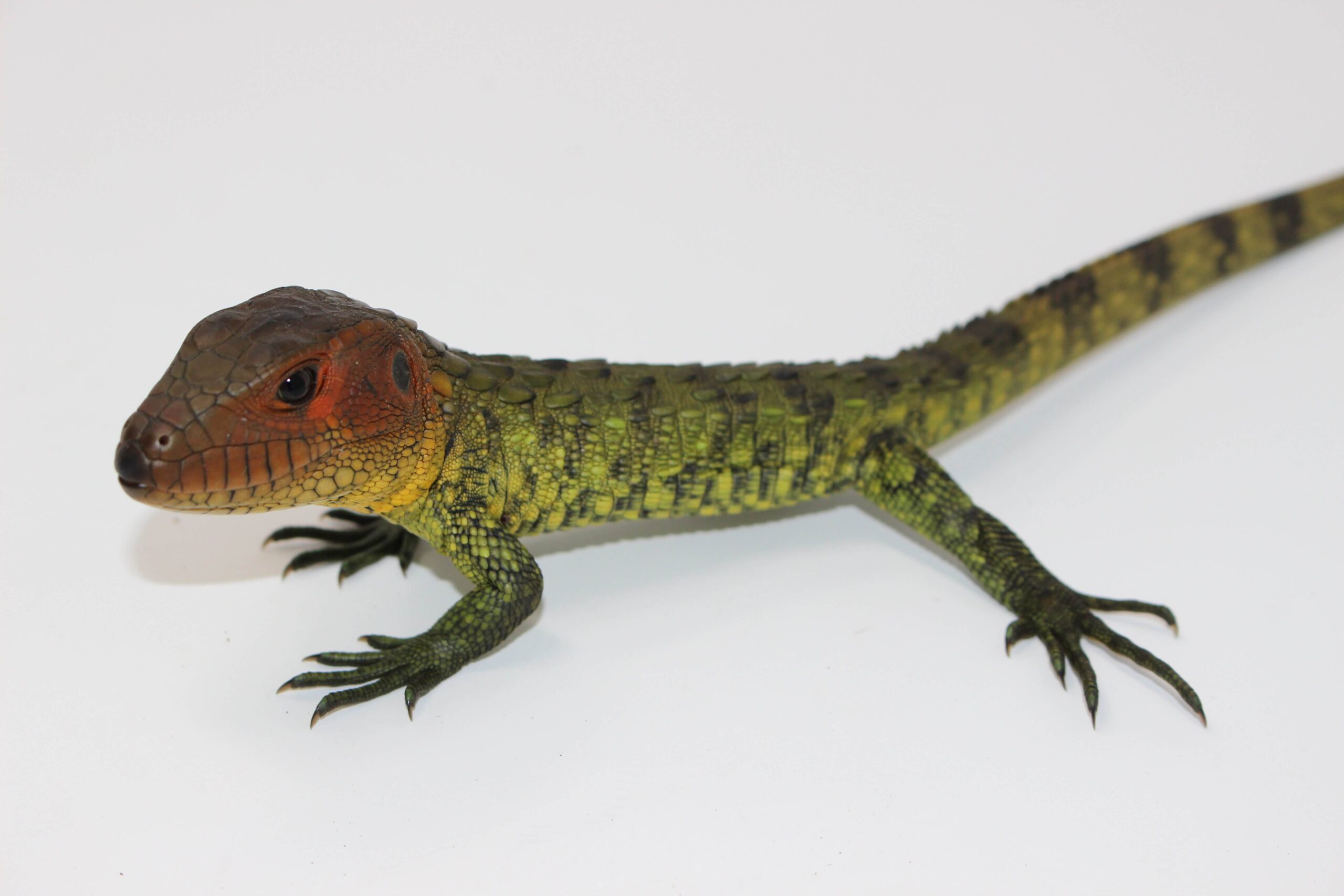 Caiman Lizard Baby - Image 3