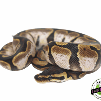 Calico Ball Python