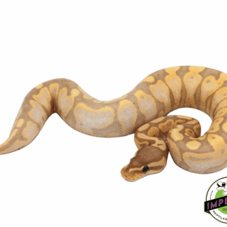 Banana Calico Ball Python
