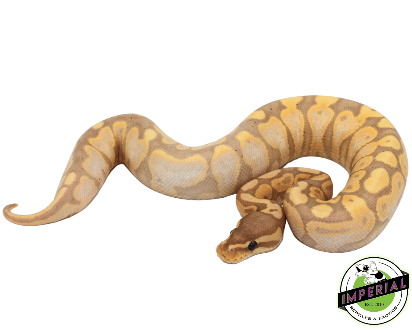 Banana Calico Ball Python