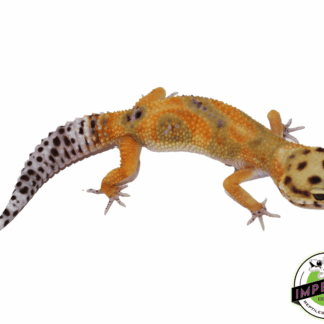 Calico Fire Fox Leopard Gecko Young Adult
