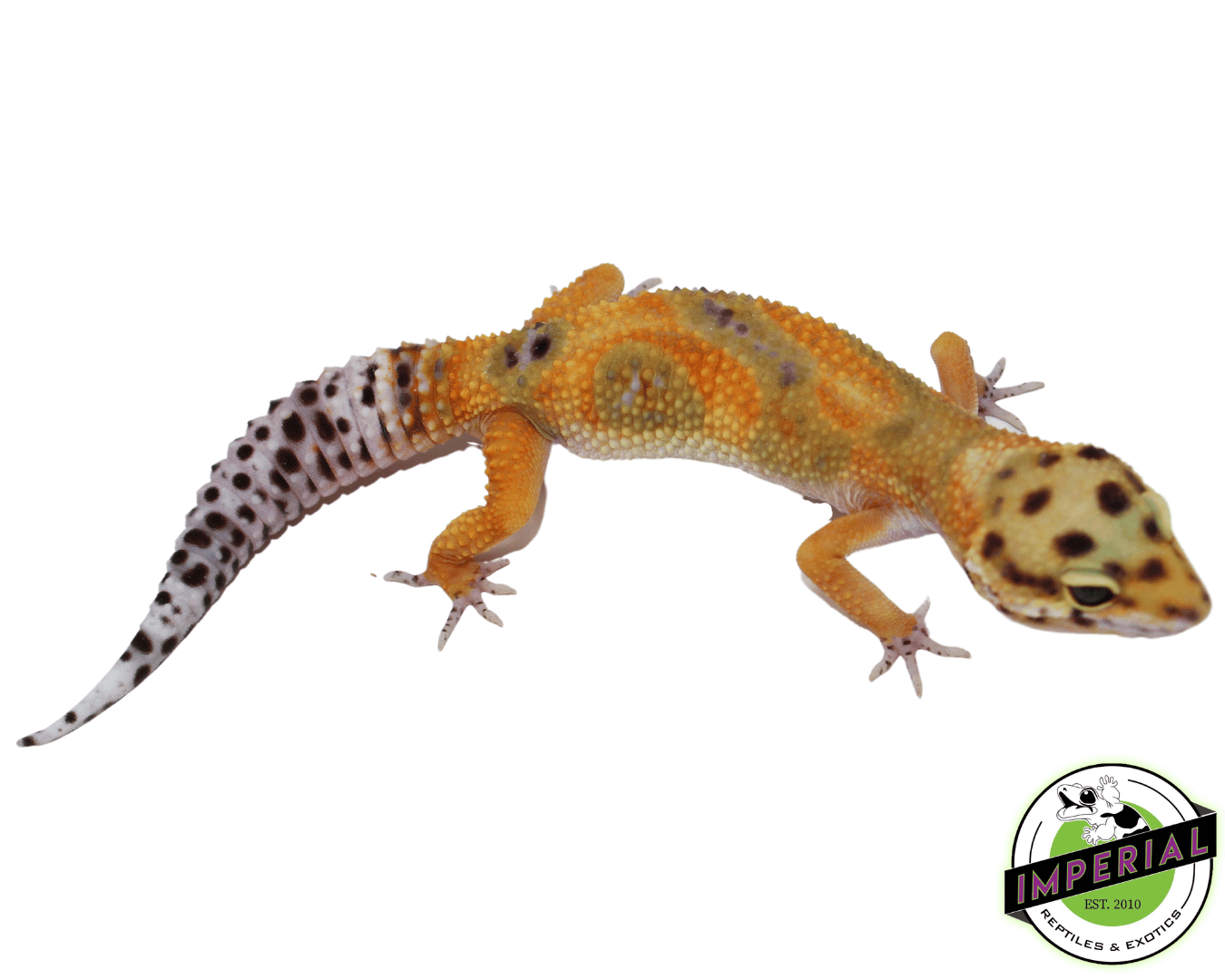 Calico Fire Fox Leopard Gecko Young Adult