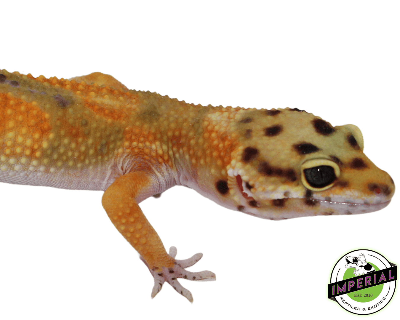 Calico Fire Fox Leopard Gecko Young Adult - Image 2