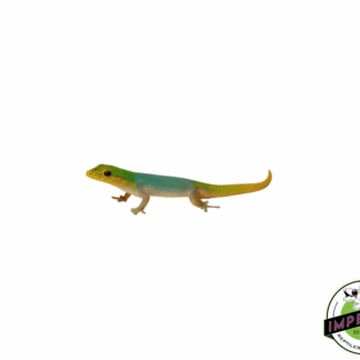 Cameroon Dwarf Gecko